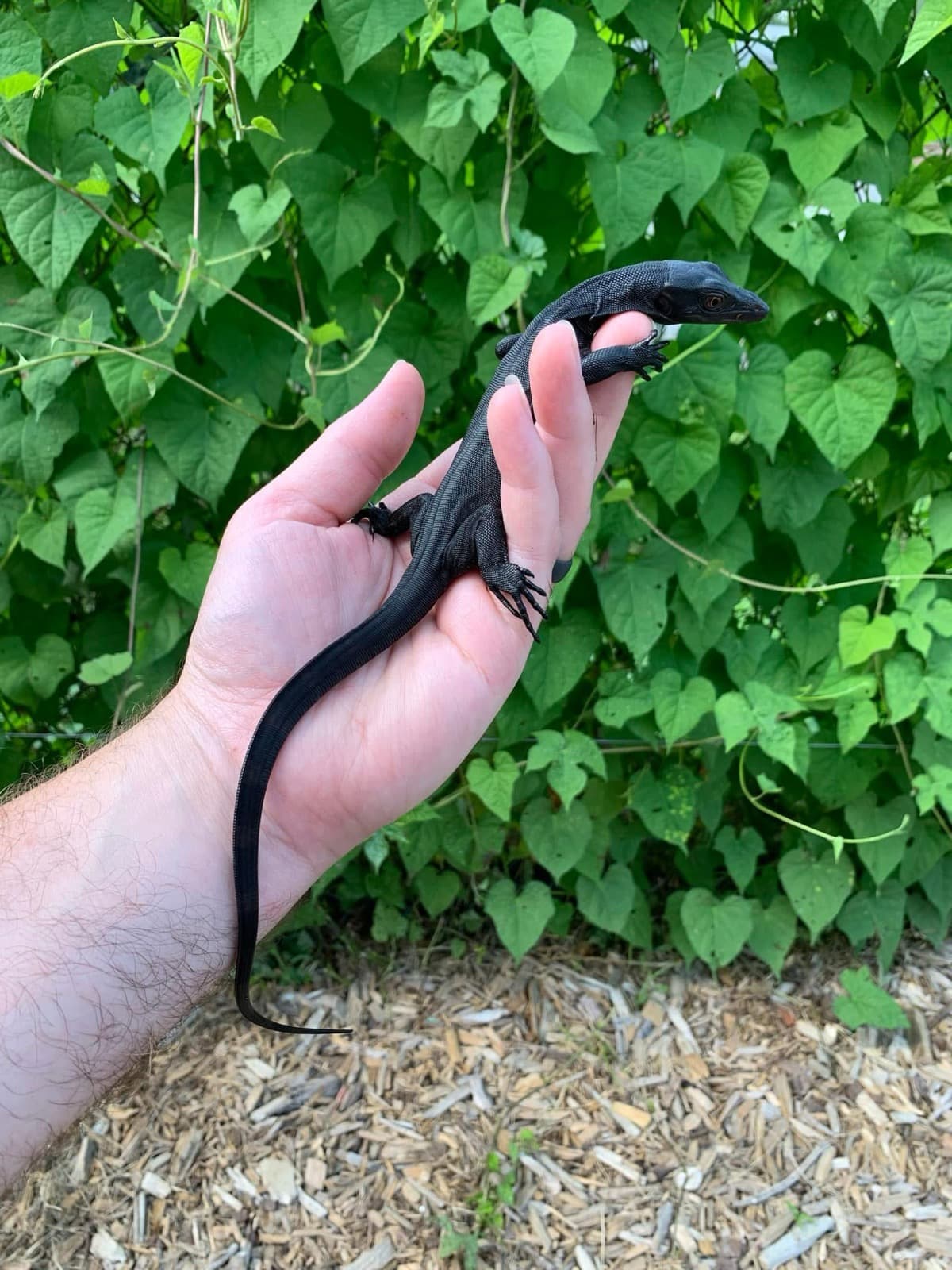 T- Black Dragons — coming soon