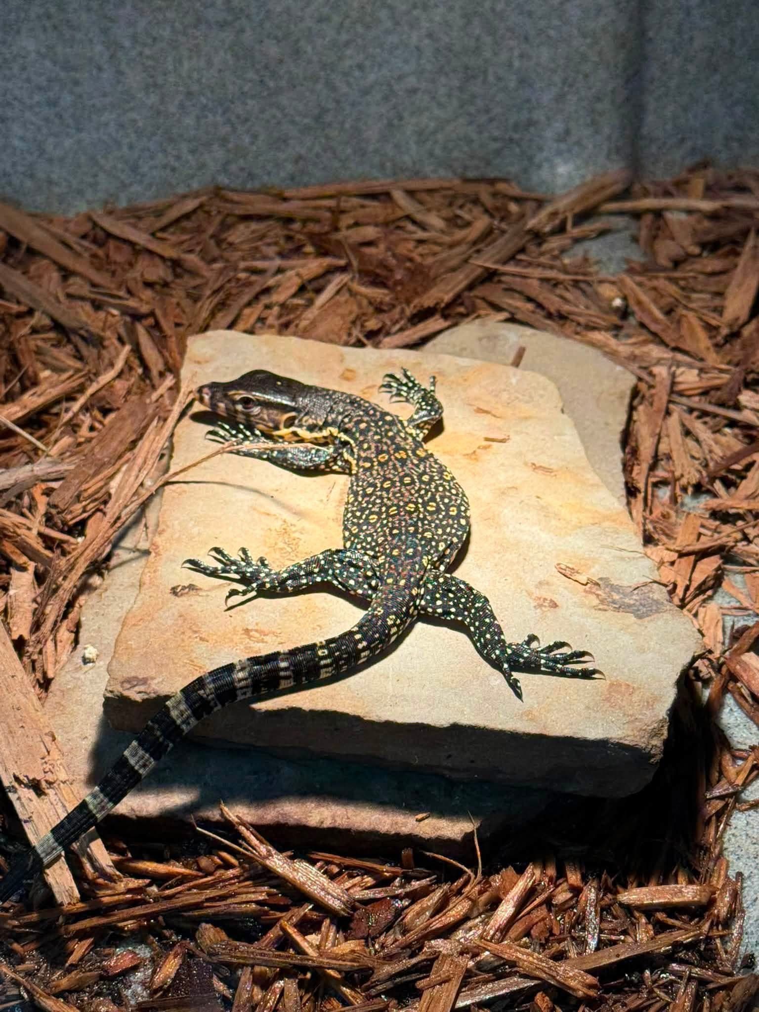 Double Het 100% Black Dragon 100% Het Albino